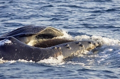 Humpback Whale (Megaptera novaeangliae) Humpback Whale (Megaptera novaeangliae)