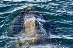 Humpback Whale (Megaptera novaeangliae) Humpback Whale (Megaptera novaeangliae)