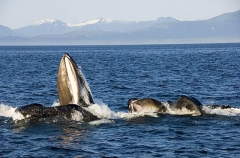 Humpback Whales (Megaptera novaeangliae) Humpback Whales (Megaptera novaeangliae)