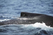 Humpback Whale (Megaptera novaeangliae) Humpback Whale (Megaptera novaeangliae)
