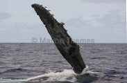 Humpback Whale (Megaptera novaeangliae) Humpback Whale (Megaptera novaeangliae)