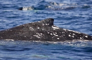 Humpback Whale (Megaptera novaeangliae) Humpback Whale (Megaptera novaeangliae)