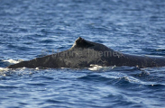 Humpback Whale (Megaptera novaeangliae) Humpback Whale (Megaptera novaeangliae)