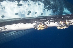 Humpback Whale (Megaptera novaeangliae) Humpback Whale (Megaptera novaeangliae)