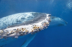 Humpback Whale (Megaptera novaeangliae) Humpback Whale (Megaptera novaeangliae)