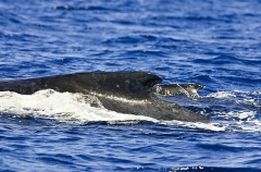 Humpback Whales (Megaptera novaeangliae) Humpback Whales (Megaptera novaeangliae)
