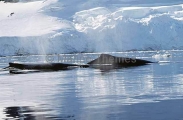 Humpback Whales (Megaptera novaeangliae)