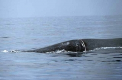 Humpback Whale (Megaptera novaeangliae) Humpback Whale (Megaptera novaeangliae)