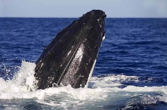 Humpback Whale (Megaptera novaeangliae) Humpback Whale (Megaptera novaeangliae)