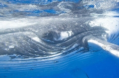 Humpback Whale (Megaptera novaeangliae) Humpback Whale (Megaptera novaeangliae)
