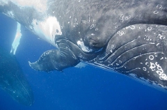 Humpback Whale (Megaptera novaeangliae) Humpback Whale (Megaptera novaeangliae)