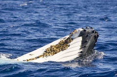 Humpback Whale (Megaptera novaeangliae)