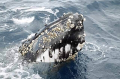 Humpback Whale (Megaptera novaeangliae) Humpback Whale (Megaptera novaeangliae)