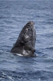 Humpback Whale (Megaptera novaeangliae) Humpback Whale (Megaptera novaeangliae)