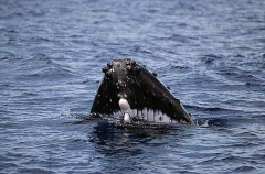 Humpback Whale (Megaptera novaeangliae) Humpback Whale (Megaptera novaeangliae)