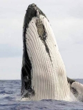 Humpback Whale (Megaptera novaeangliae)