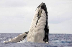 Humpback Whale (Megaptera novaeangliae)
