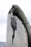 Humpback Whale (Megaptera novaeangliae)