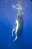 Humpback Whale (Megaptera novaeangliae) Humpback Whale (Megaptera novaeangliae)