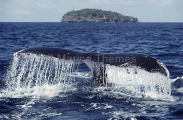 Humpback Whale (Megaptera novaeangliae) Humpback Whale (Megaptera novaeangliae)