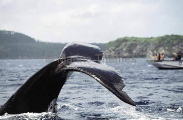 Humpback Whale (Megaptera novaeangliae) Humpback Whale (Megaptera novaeangliae)