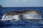 Humpback Whale (Megaptera novaeangliae) Humpback Whale (Megaptera novaeangliae)