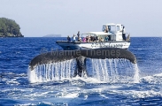 Humpback Whale (Megaptera novaeangliae) Humpback Whale (Megaptera novaeangliae)