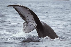 Humpback Whale (Megaptera novaeangliae) Humpback Whale (Megaptera novaeangliae)