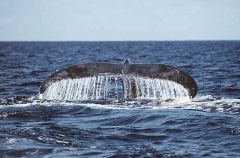 Humpback Whale (Megaptera novaeangliae) Humpback Whale (Megaptera novaeangliae)