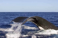 Humpback Whale (Megaptera novaeangliae) Humpback Whale (Megaptera novaeangliae)