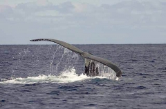 Humpback Whale (Megaptera novaeangliae) Humpback Whale (Megaptera novaeangliae)
