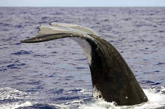 Humpback Whale (Megaptera novaeangliae) Humpback Whale (Megaptera novaeangliae)
