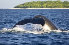Humpback Whale (Megaptera novaeangliae) Humpback Whale (Megaptera novaeangliae)