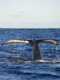 Humpback Whale (Megaptera novaeangliae) Humpback Whale (Megaptera novaeangliae)