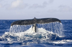 Humpback Whale (Megaptera novaeangliae) Humpback Whale (Megaptera novaeangliae)