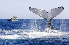 Humpback Whale (Megaptera novaeangliae) Humpback Whale (Megaptera novaeangliae)