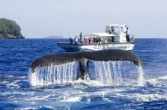 Humpback Whale (Megaptera novaeangliae) Humpback Whale (Megaptera novaeangliae)