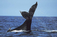 Humpback Whale (Megaptera novaeangliae) Humpback Whale (Megaptera novaeangliae)