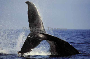 Humpback Whale (Megaptera novaeangliae) Humpback Whale (Megaptera novaeangliae)