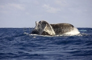 Humpback Whale (Megaptera novaeangliae) Humpback Whale (Megaptera novaeangliae)