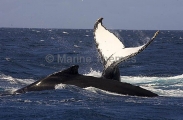 Humpback Whale (Megaptera novaeangliae) Humpback Whale (Megaptera novaeangliae)