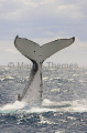 Humpback Whale (Megaptera novaeangliae) Humpback Whale (Megaptera novaeangliae)