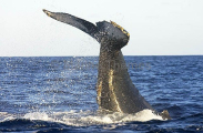 Humpback Whale (Megaptera novaeangliae) Humpback Whale (Megaptera novaeangliae)