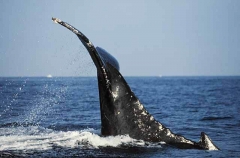 Humpback Whale (Megaptera novaeangliae) Humpback Whale (Megaptera novaeangliae)