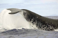 Humpback Whale (Megaptera novaeangliae) Humpback Whale (Megaptera novaeangliae)