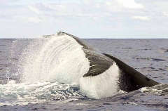 Humpback Whale (Megaptera novaeangliae) Humpback Whale (Megaptera novaeangliae)