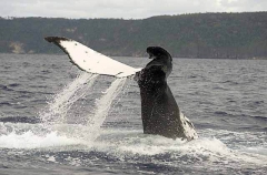 Humpback Whale (Megaptera novaeangliae) Humpback Whale (Megaptera novaeangliae)