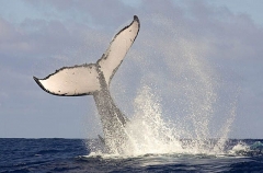 Humpback Whale (Megaptera novaeangliae) Humpback Whale (Megaptera novaeangliae)