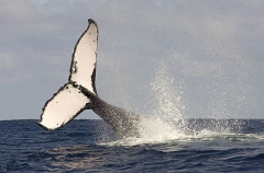 Humpback Whale (Megaptera novaeangliae) Humpback Whale (Megaptera novaeangliae)