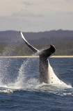 Humpback Whale (Megaptera novaeangliae) Humpback Whale (Megaptera novaeangliae)